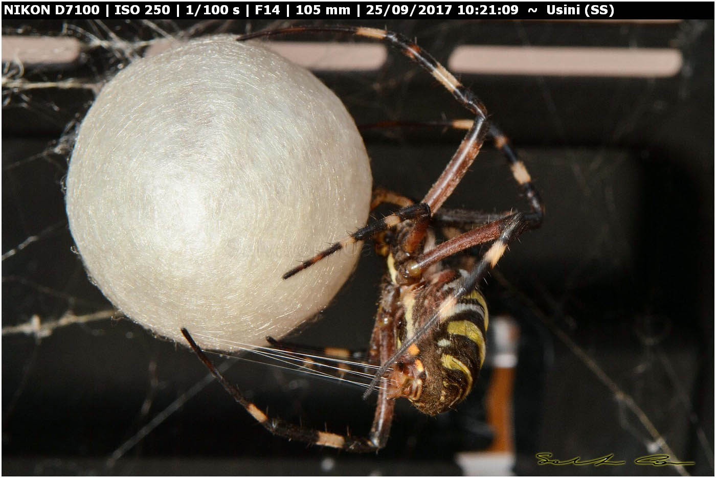 Argiope bruennichi deposizione e costruzione ovisacco